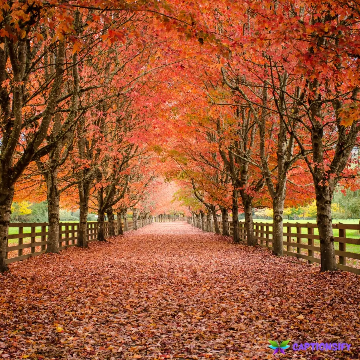 135 Top Fall Instagram Captions to Celebrate Autumn Vibes and Cozy Moments