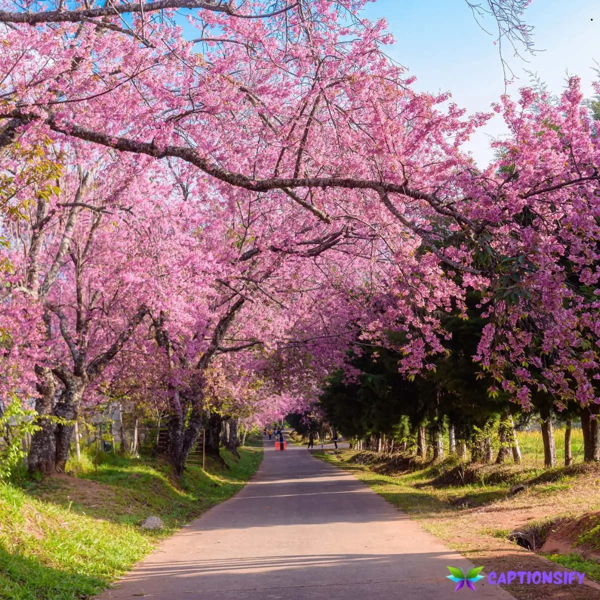 153 Top Caption for Instagram Nature to Elevate Your Outdoor Posts