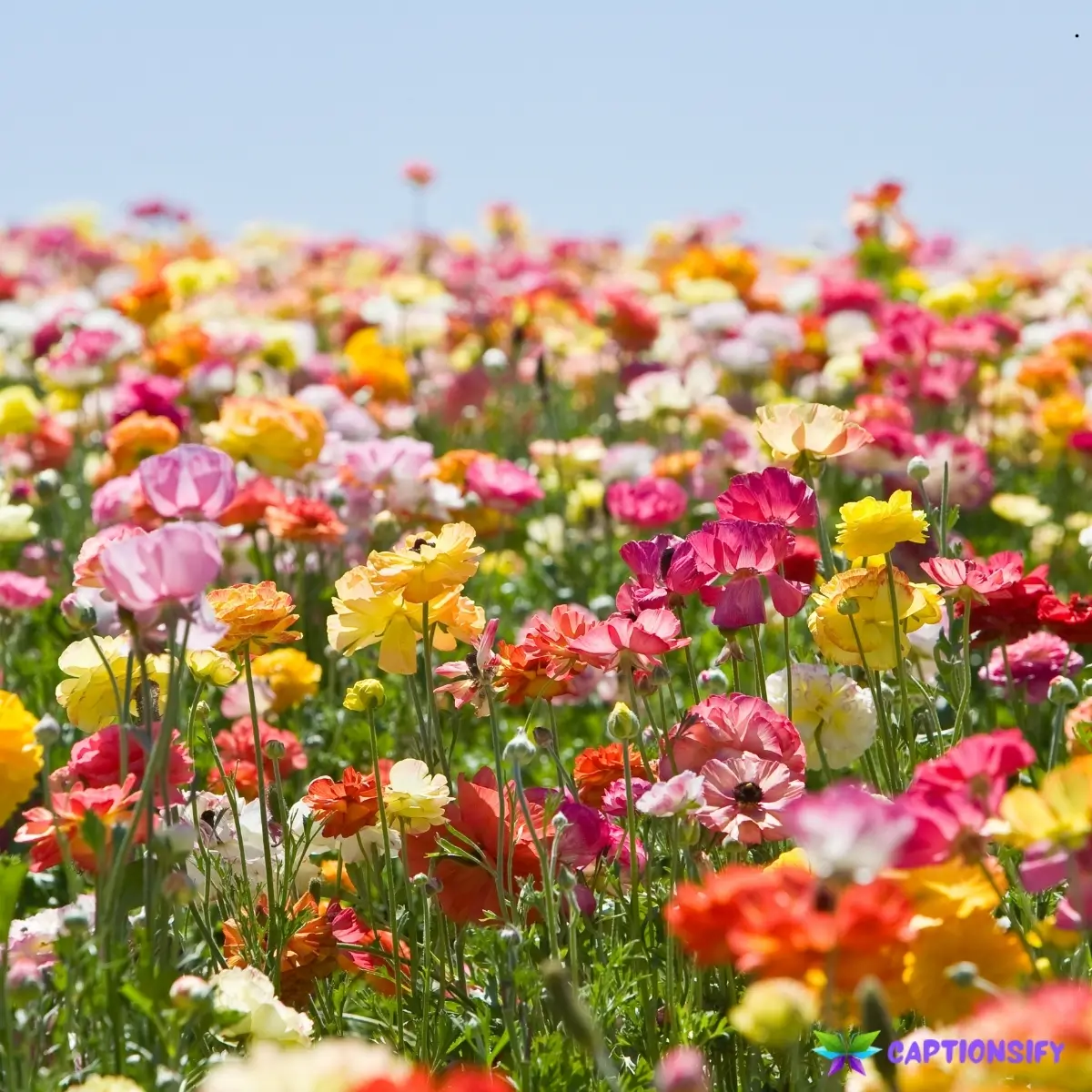 123 Top Flowers Caption For Instagram to Brighten Your Feed and Inspire Posts