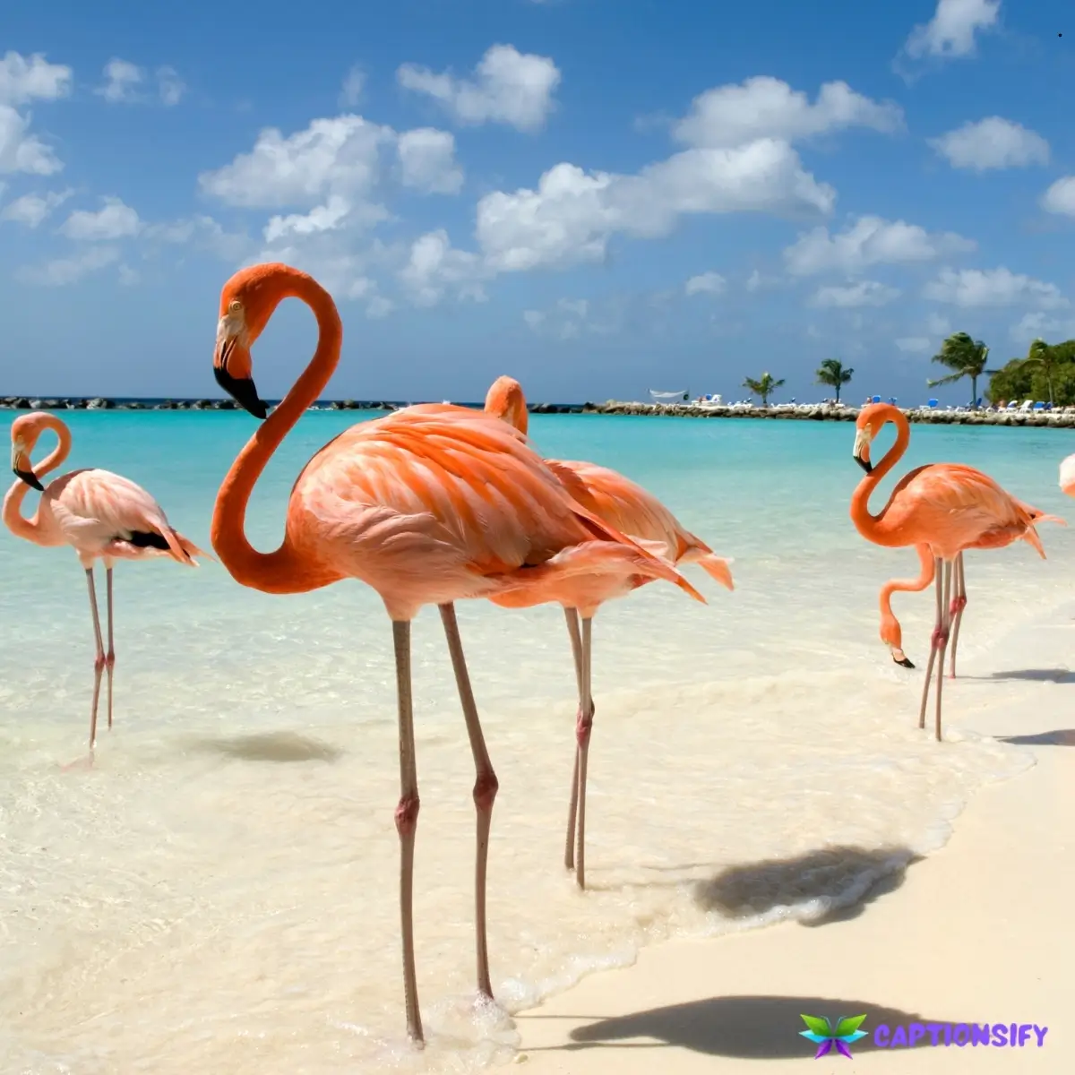 125 Top Aruba Instagram Captions to Brighten Your Island Adventure