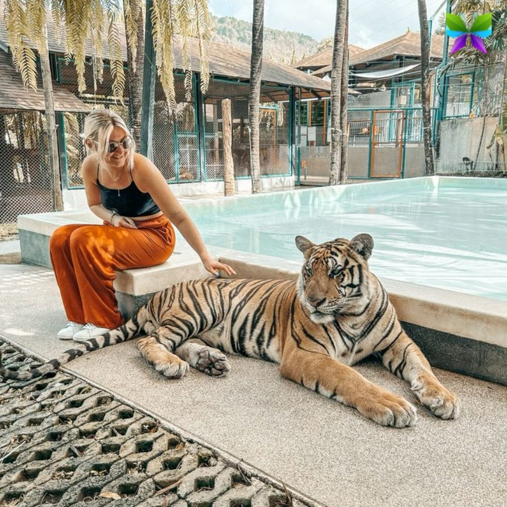 International Tiger Day Captions