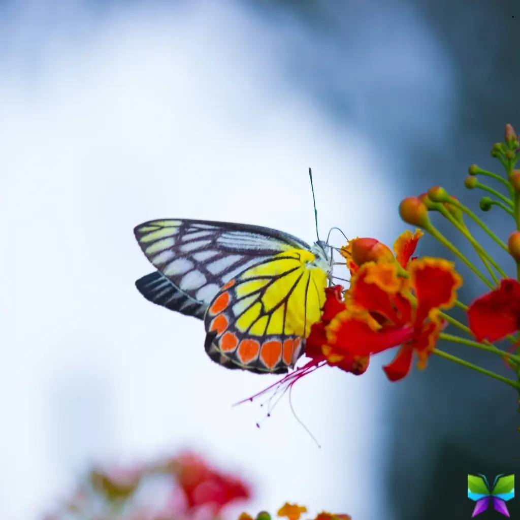135+ Butterfly Captions for Instagram That Will Make Your Feed Take Flight