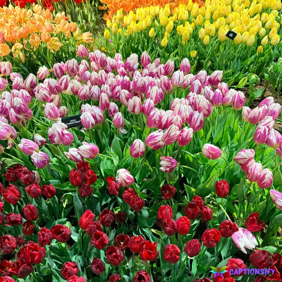 139 Best Blooming Captions for Instagram to Brighten Your Feed and Your Day