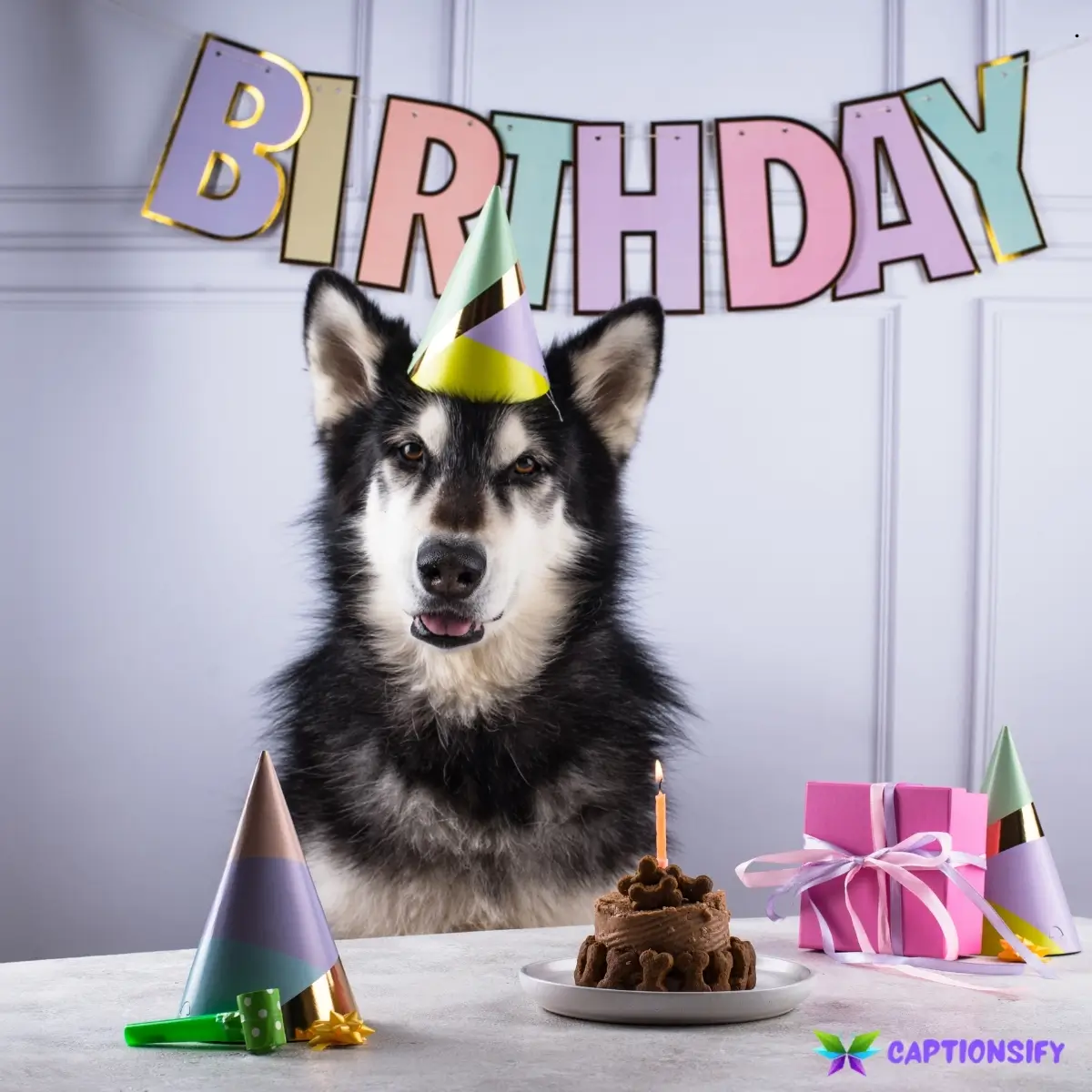 139 Best Dog Birthday Instagram Captions That Will Make Tails Wag with Joy