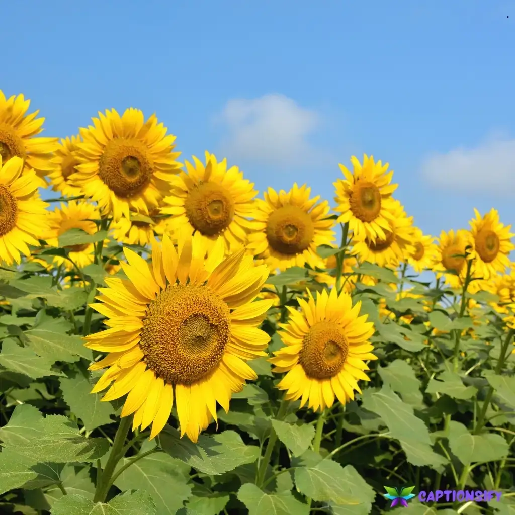 139 Top Sunflower Captions For Instagram to Brighten Your Feed and Spread Joy