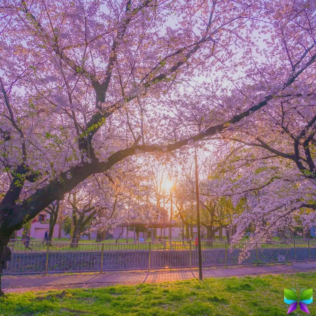 147+ Blossom Captions for Instagram to Brighten Your Feed with Floral Vibes