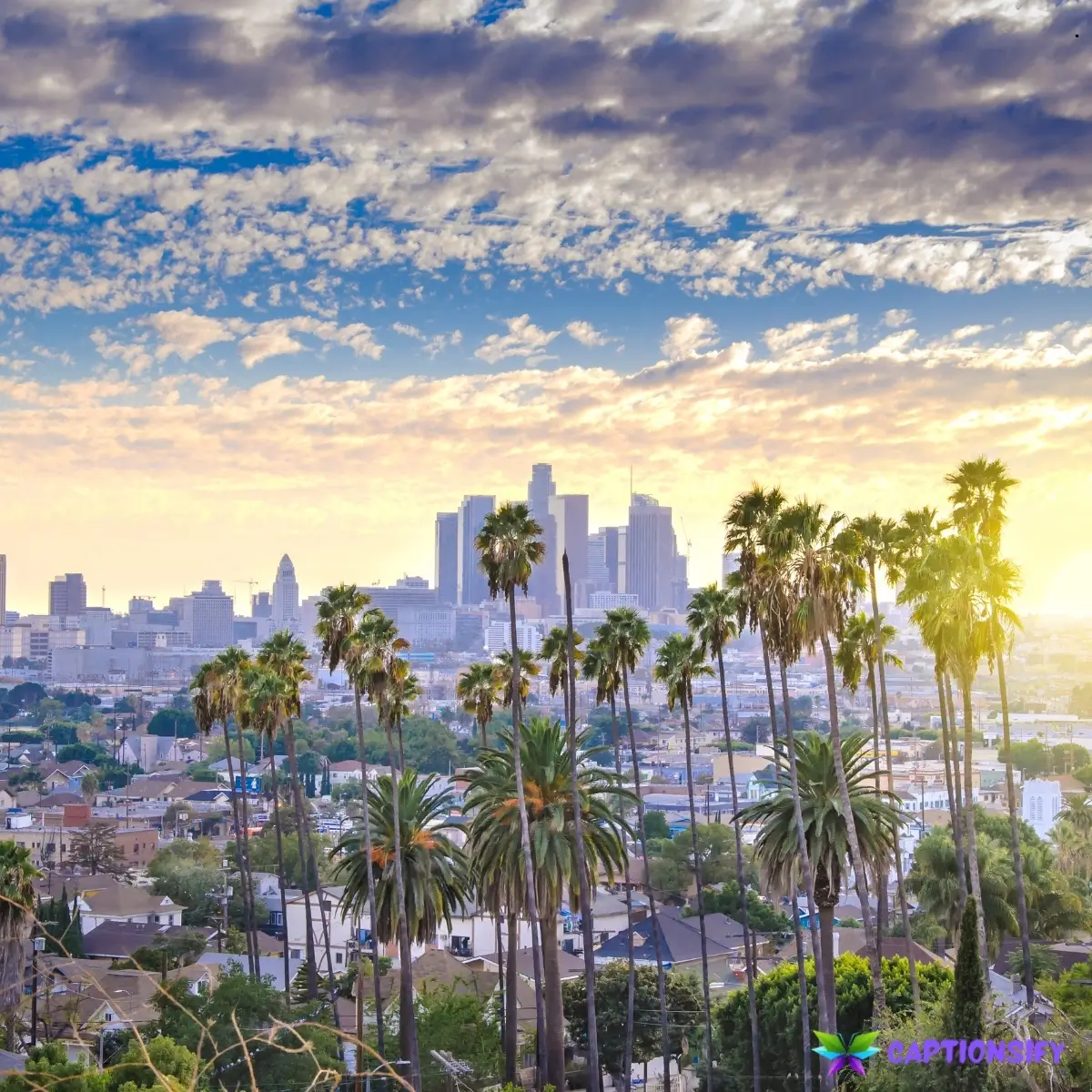135 Top Los Angeles Instagram Captions to Brighten Your Feed with Sunshine Vibes