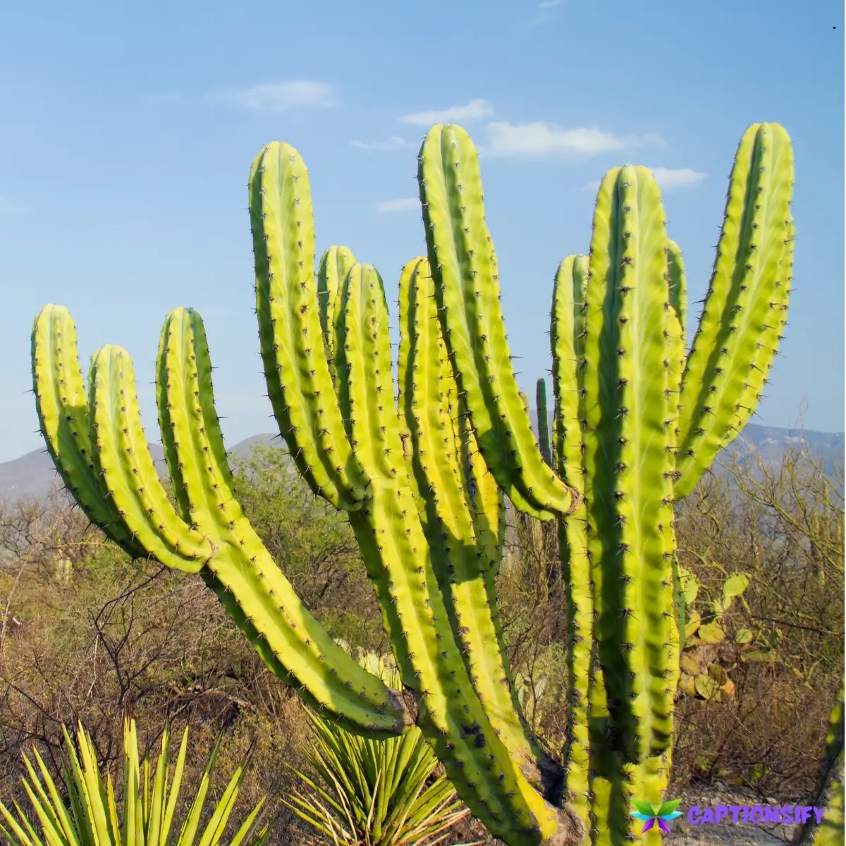 139 Top Cactus Instagram Captions That Bring the Desert Vibe to Your Feed