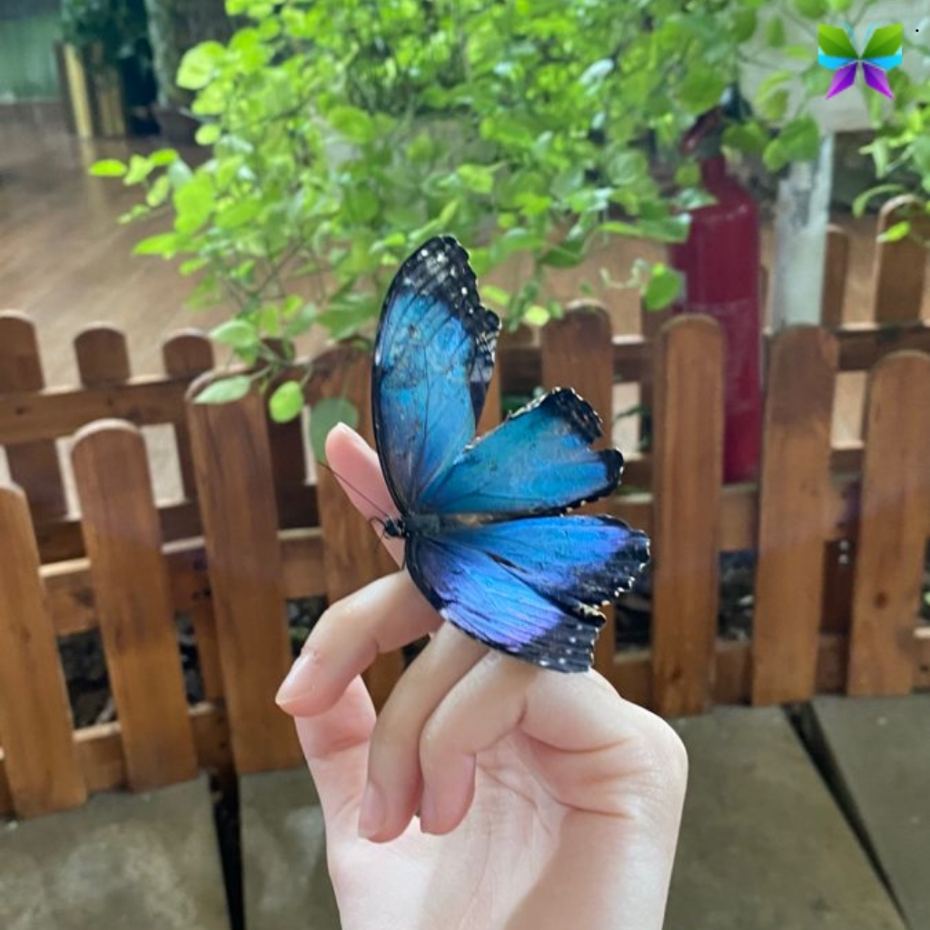Butterfly Instagram Captions