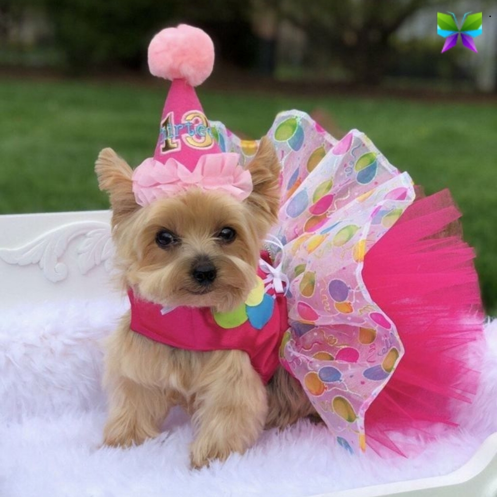 National Dress Up Your Pet Day Captions