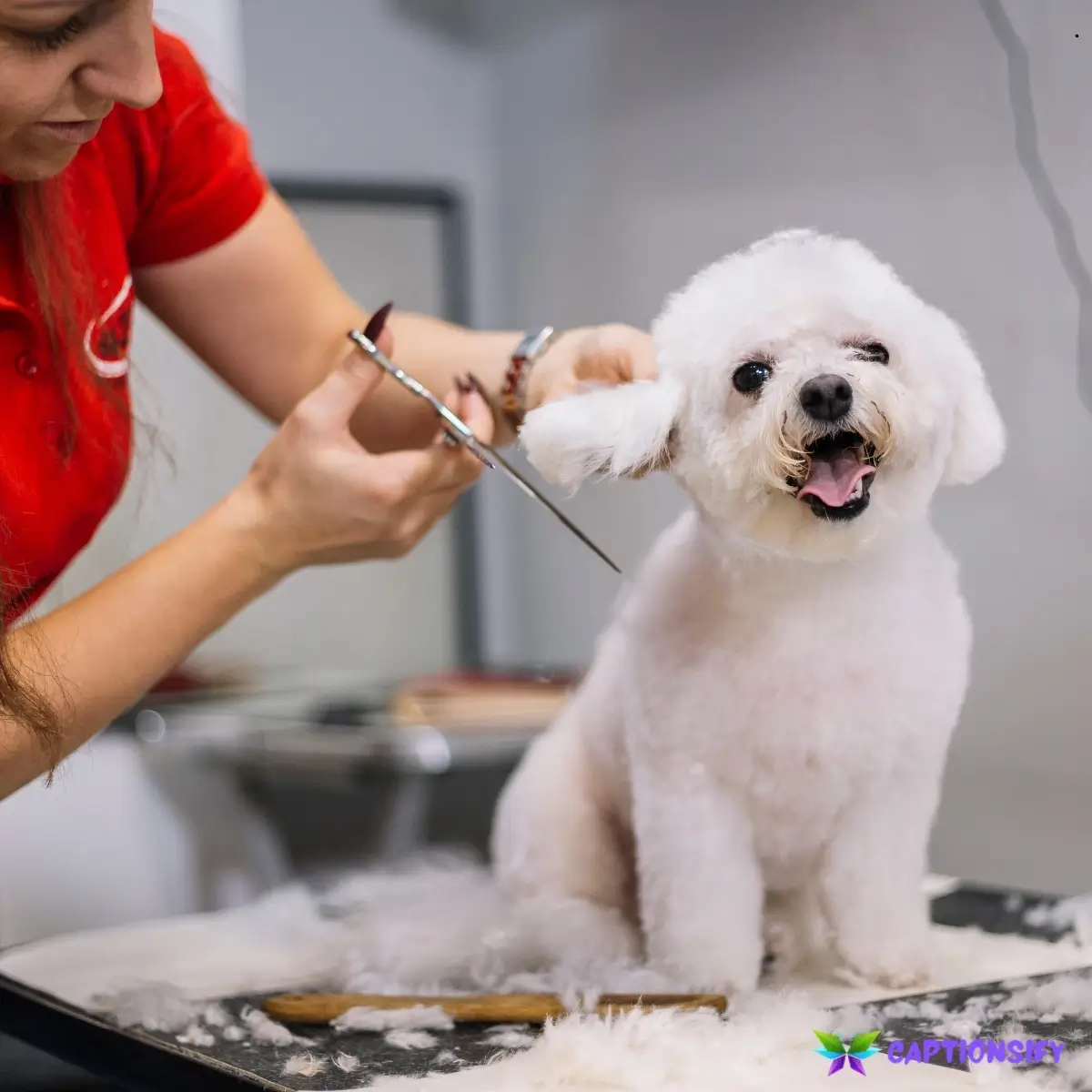 123 Top Dog Grooming Instagram Captions for Perfect Posts