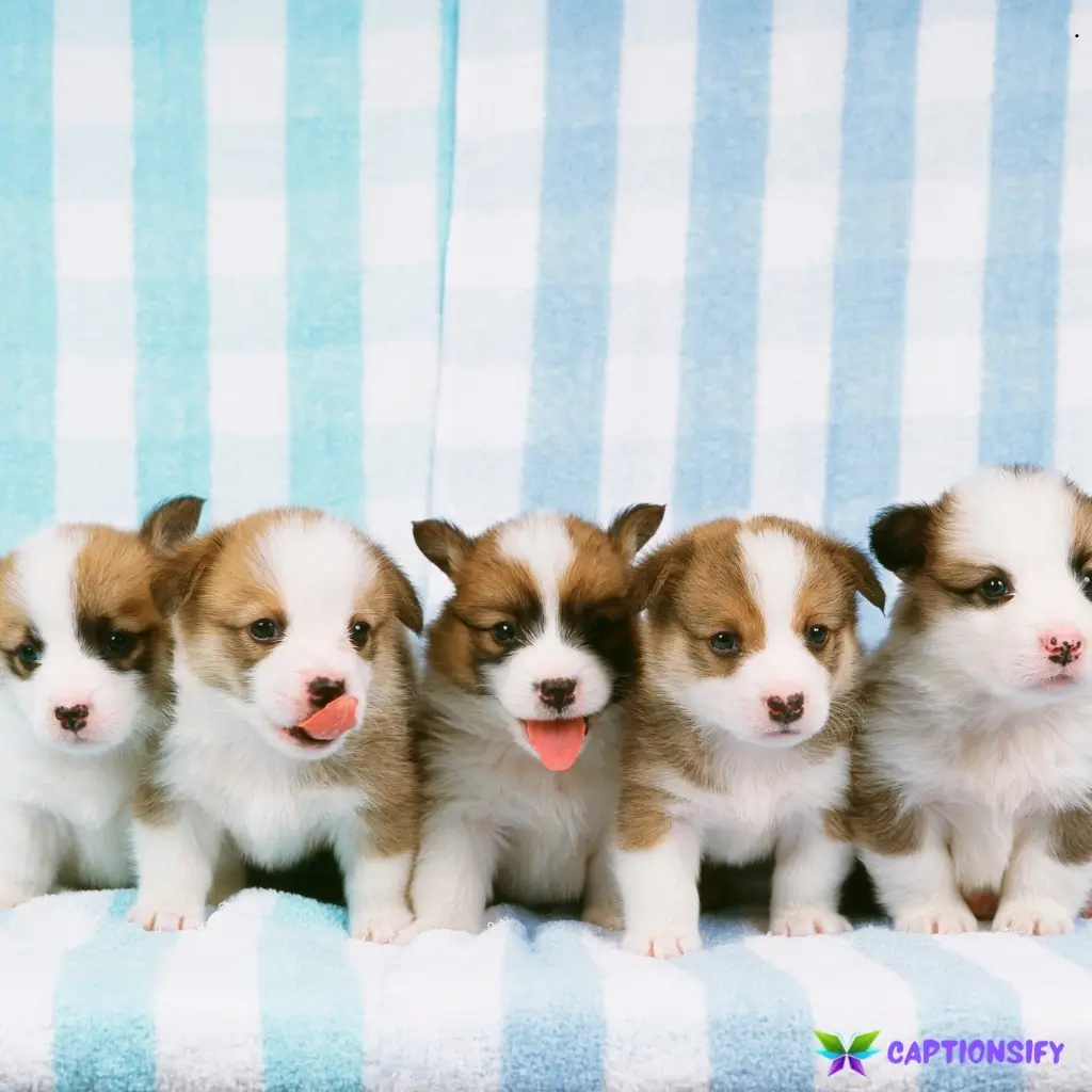 125 Top Puppy Captions For Instagram to Brighten Your Feed