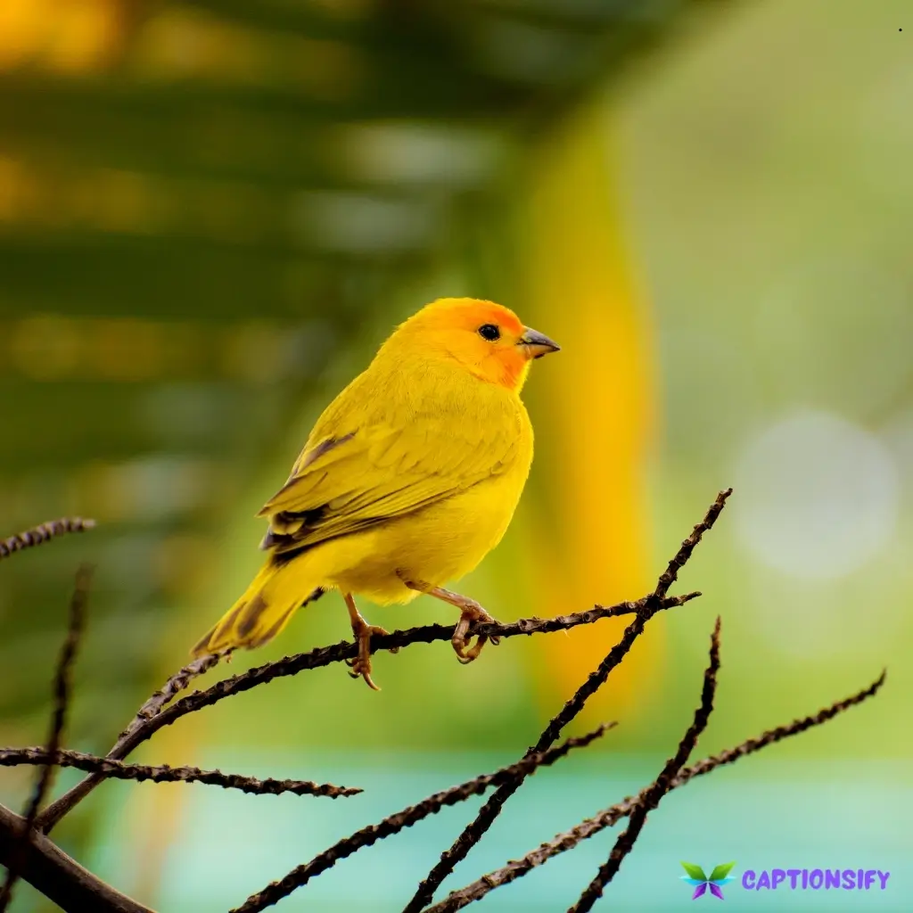 127 Best Bird Captions For Instagram to Elevate Your Posts