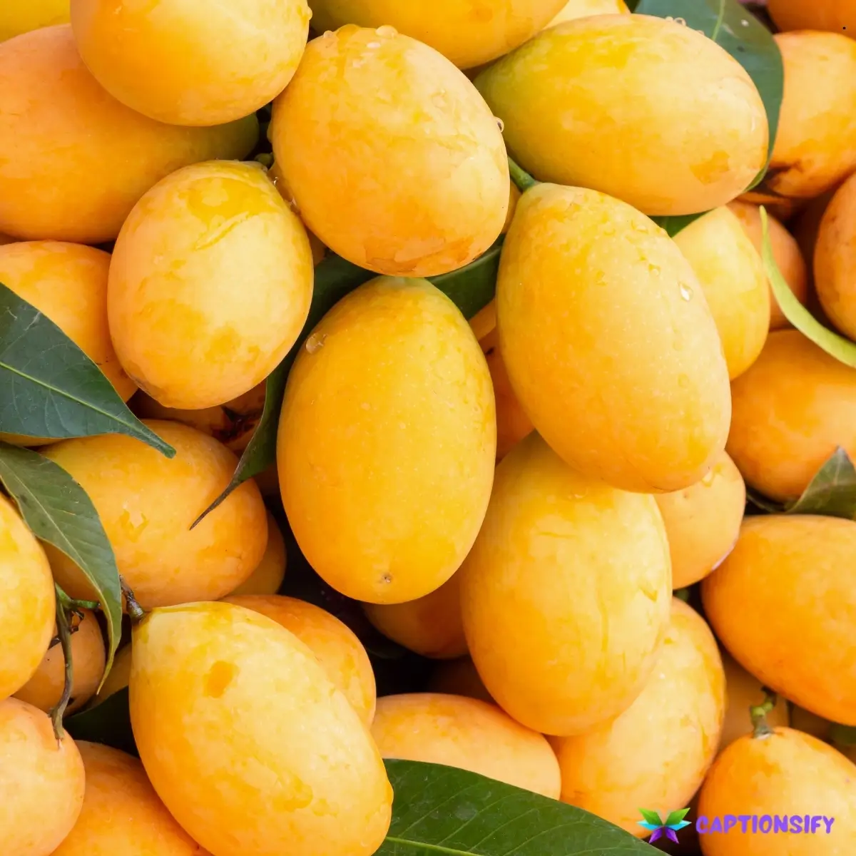 139 Top Mango Day Captions for Sweet Summer Vibes