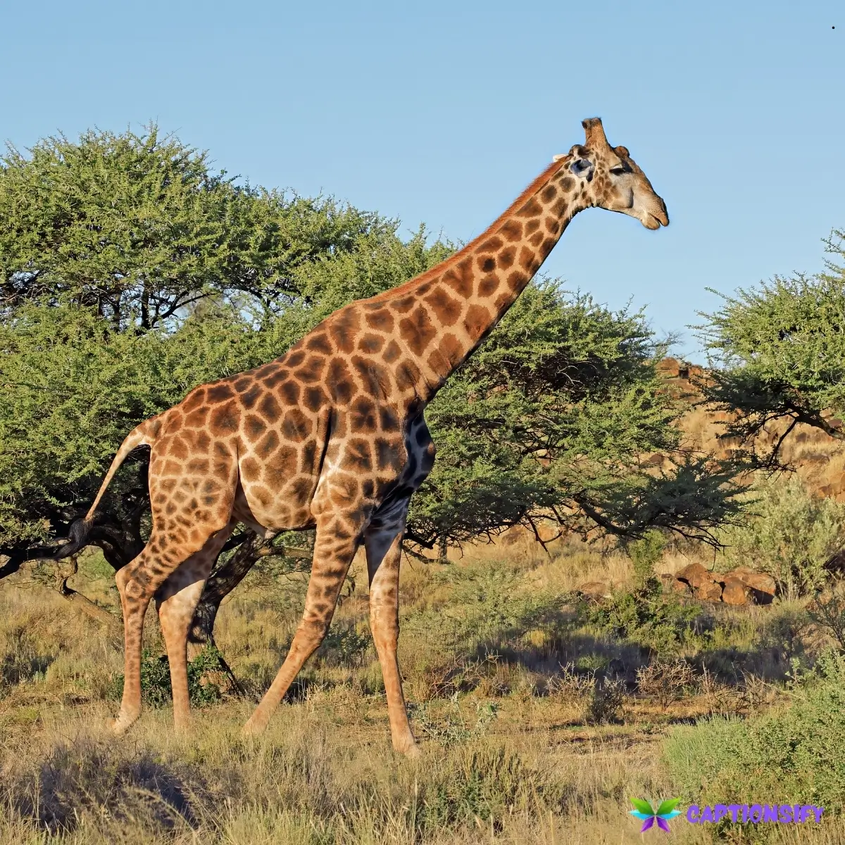 145 Best Giraffe Instagram Captions for Your Wildest Posts