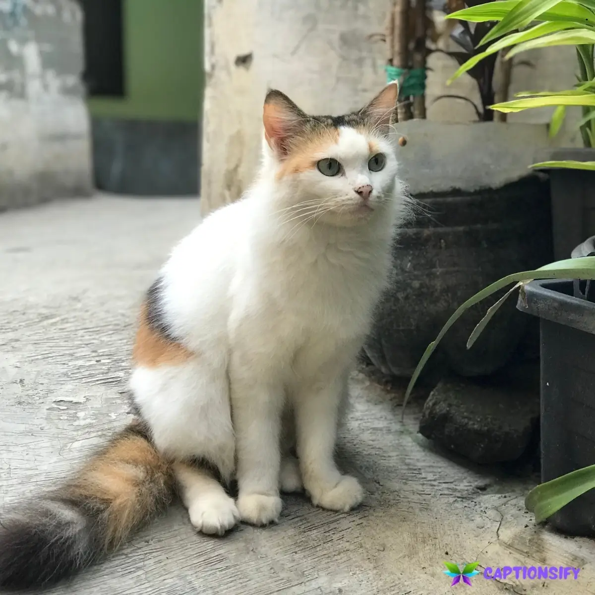 145 Funny Cat Captions For Instagram to Make You Smile