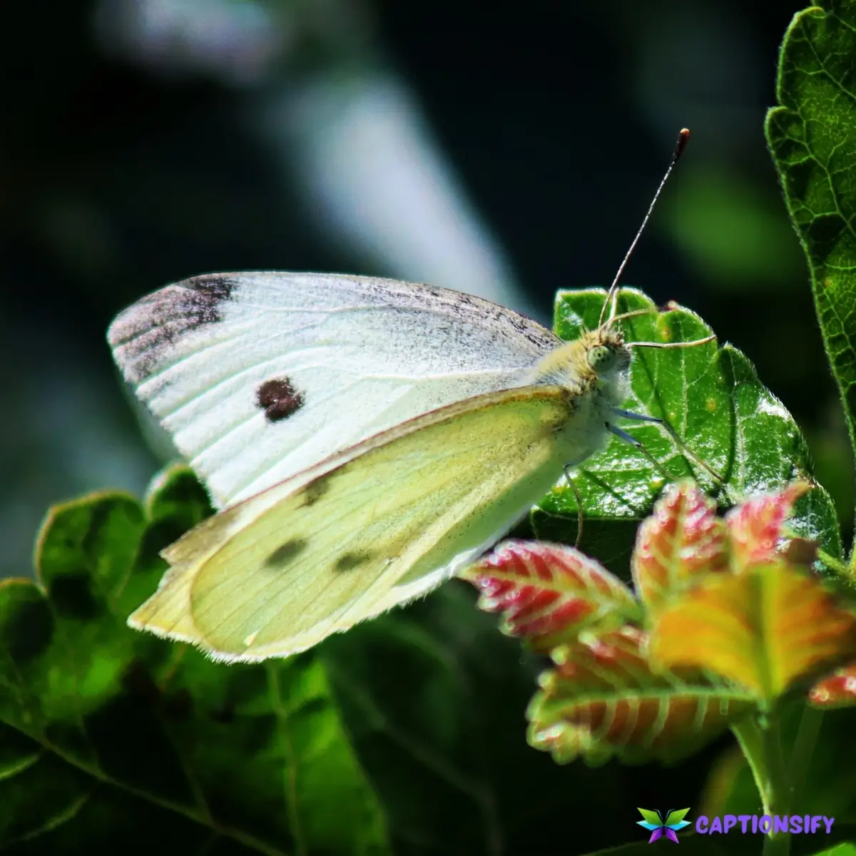 153 Top Butterfly Instagram Captions for Your Colorful Posts