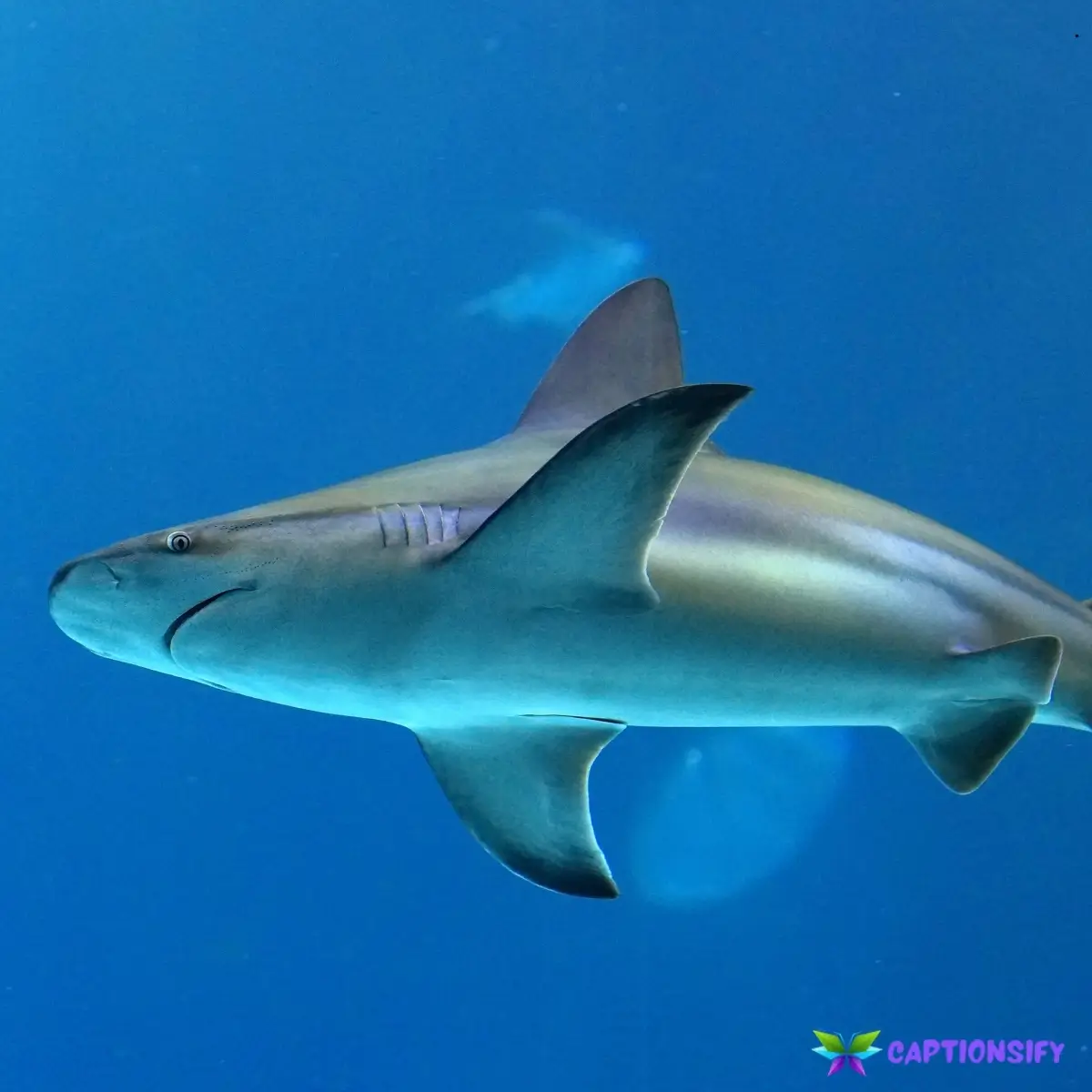 157 Best Shark Instagram Captions for Your Next Post