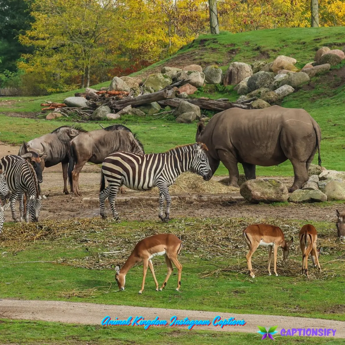 Animal Kingdom Instagram Captions