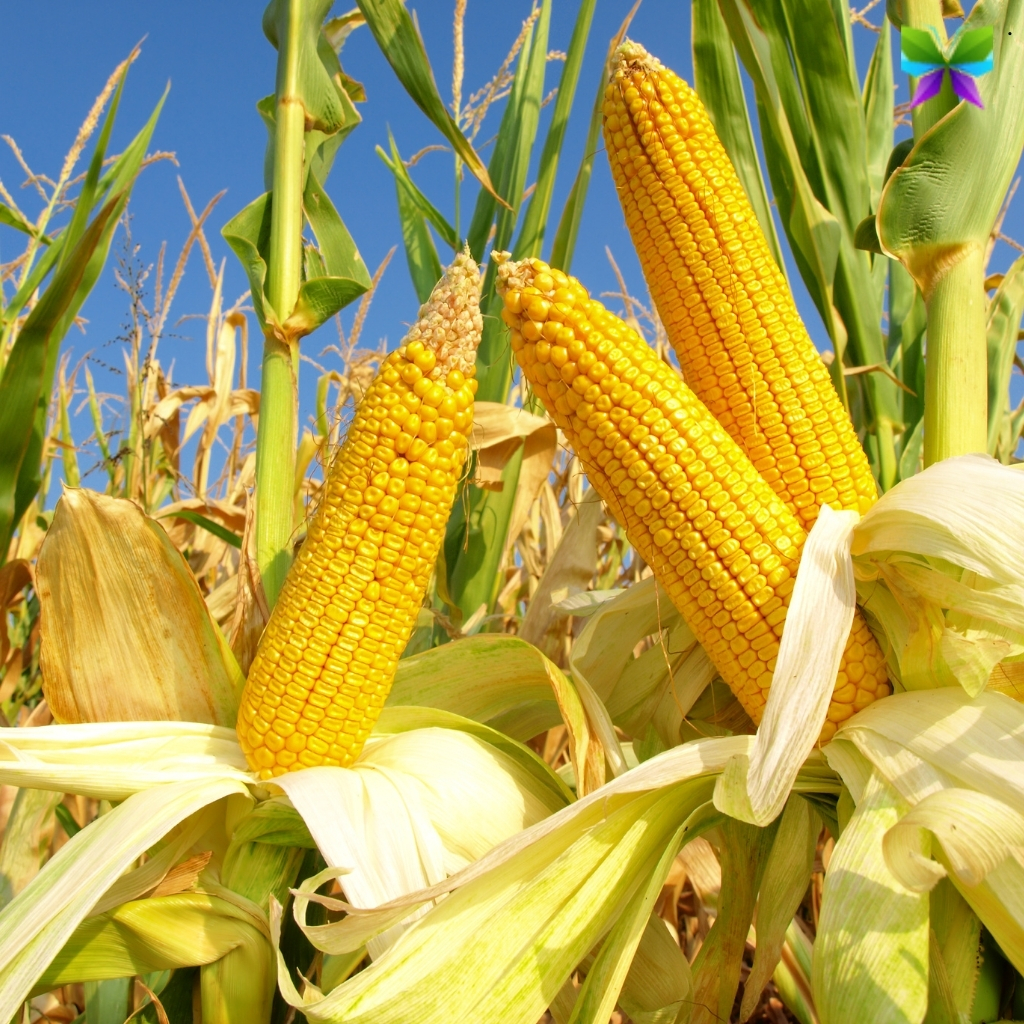 200+ Corn Puns For Instagram Captions That Will Make You Smile 15 Corn Puns For Instagram Captions