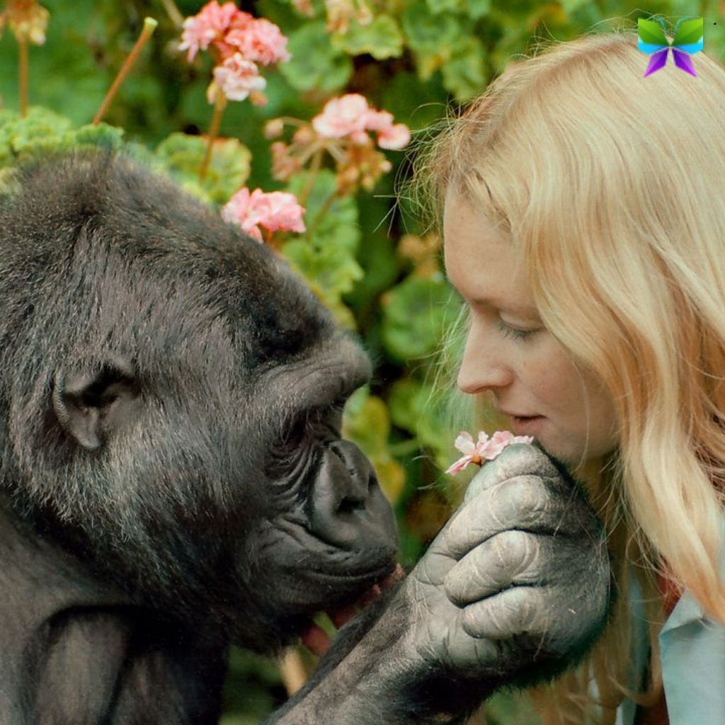 Gorilla Captions For Instagram