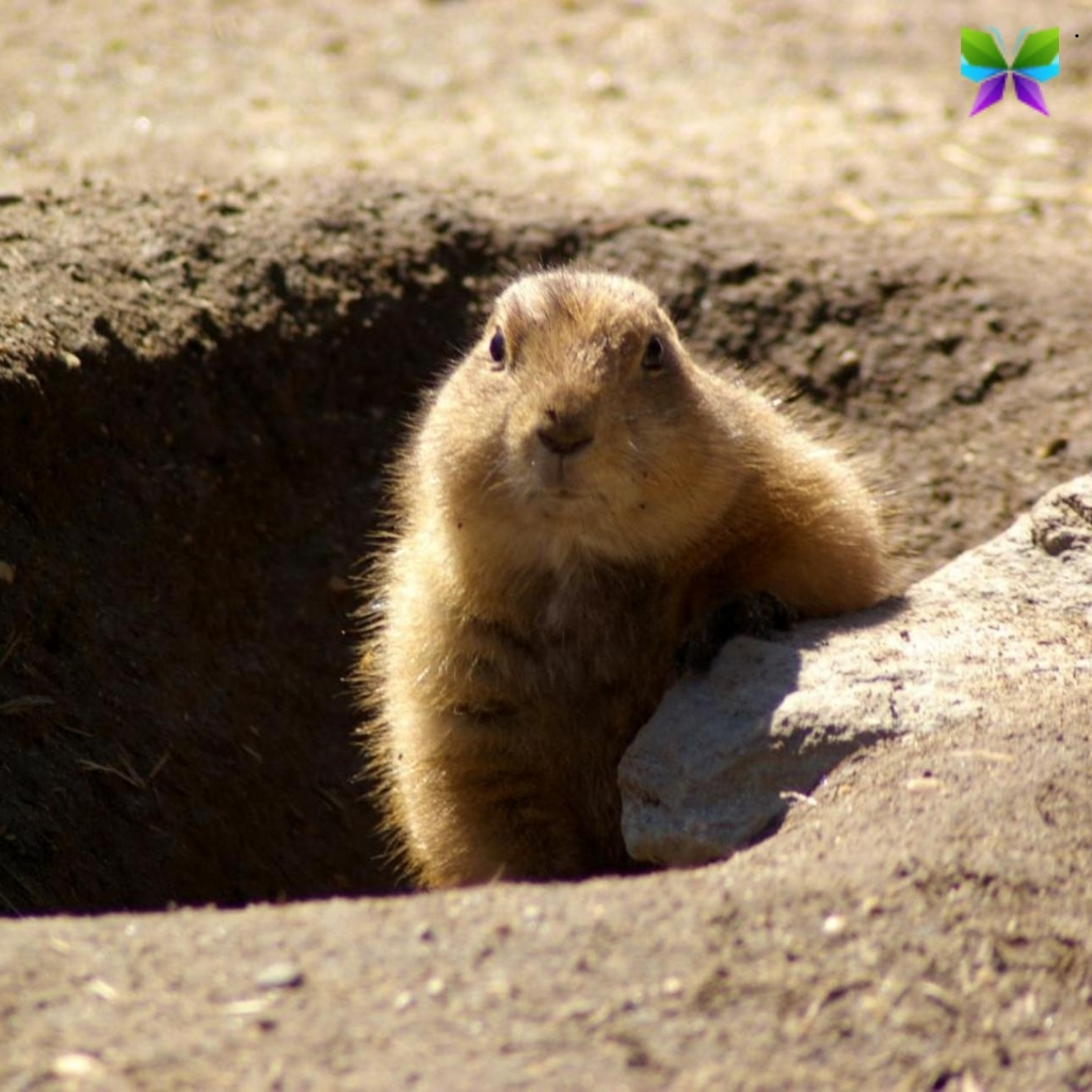 200 Plus Groundhog Day Captions for Celebrating the Holiday 16 Groundhog Day Captions