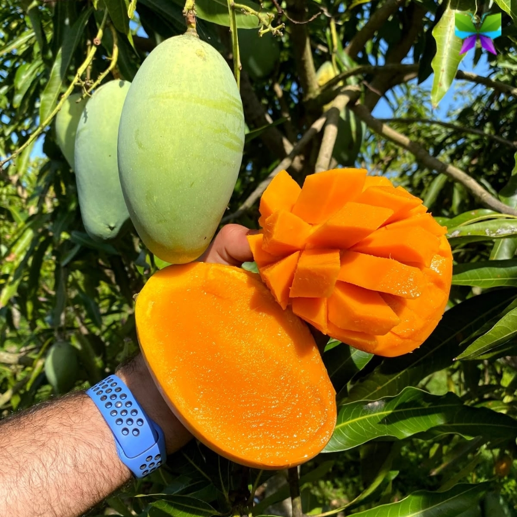 Mango Day Captions