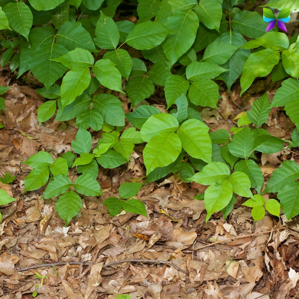 Poison Ivy Captions For Instagram