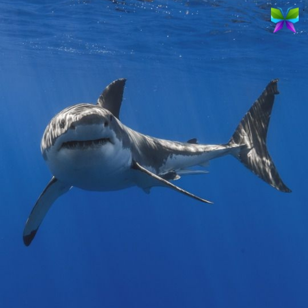 200+ Shark Instagram Captions for Your Next Post 7 Shark Instagram Captions