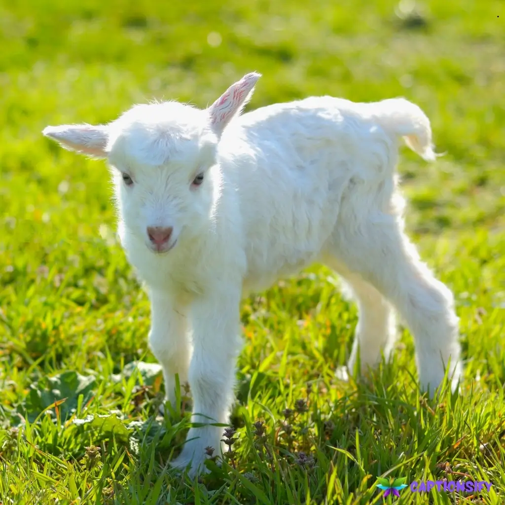 123 Best Goat Captions For Instagram Best Collection for Your Posts