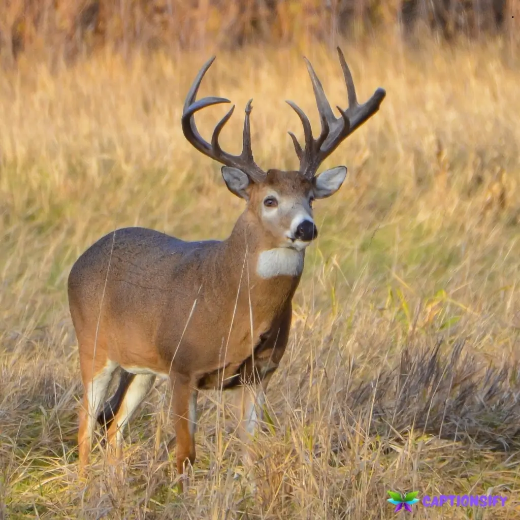 125 Best Deer Captions For Instagram Perfect for Nature Lovers and Wildlife Fans