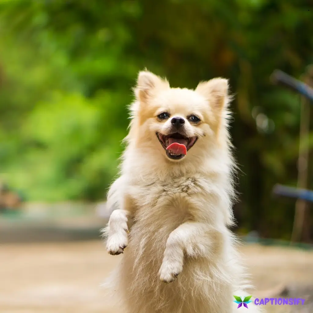 135 Top Dog Captions For Instagram Perfect for Your Furry Friend