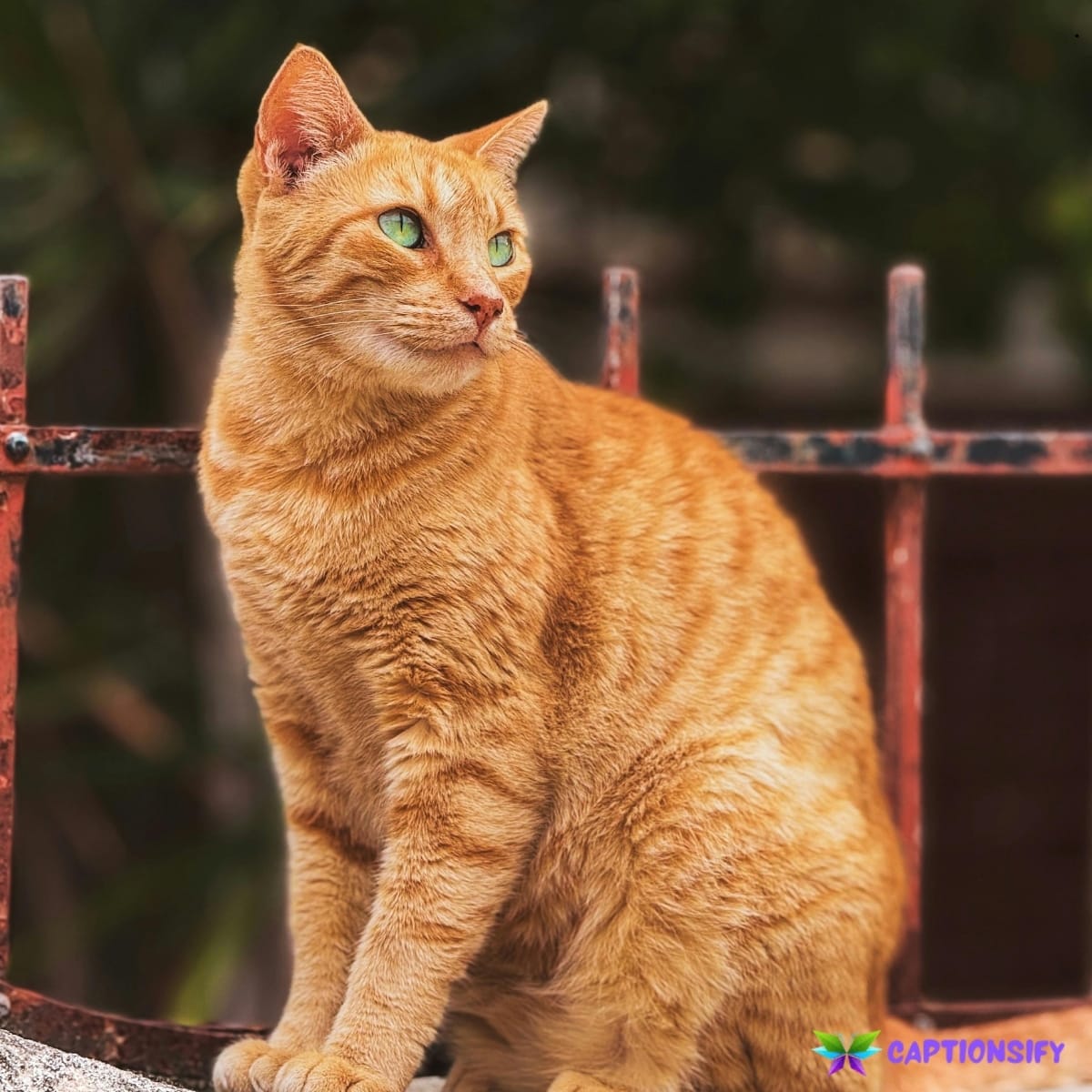 138 Short Cat Captions For Instagram Perfect for Your Posts