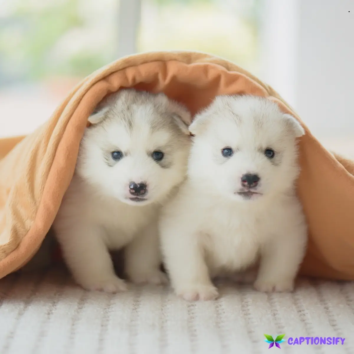 143 Best Instagram Captions For New Puppy To Celebrate Your Furry Friend