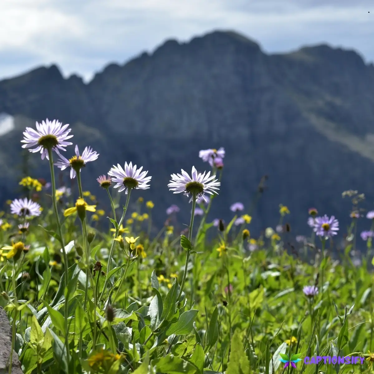 143 Best Wildflower Captions For Instagram Perfect for Your Floral Photos