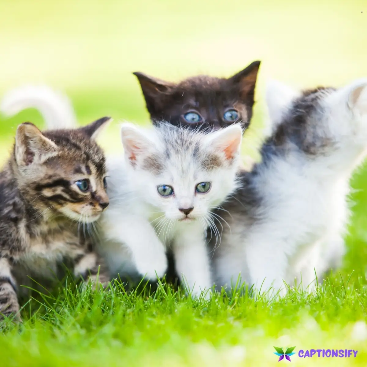 143 Top Captions For Cats On Instagram to Make Your Feline Friend Shine