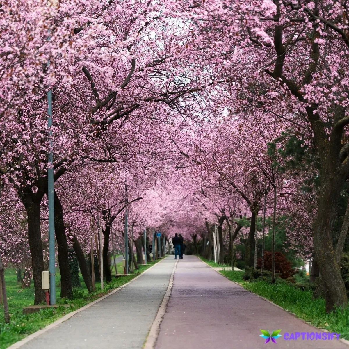 145 Best Instagram Captions For Spring to Brighten Your Feed