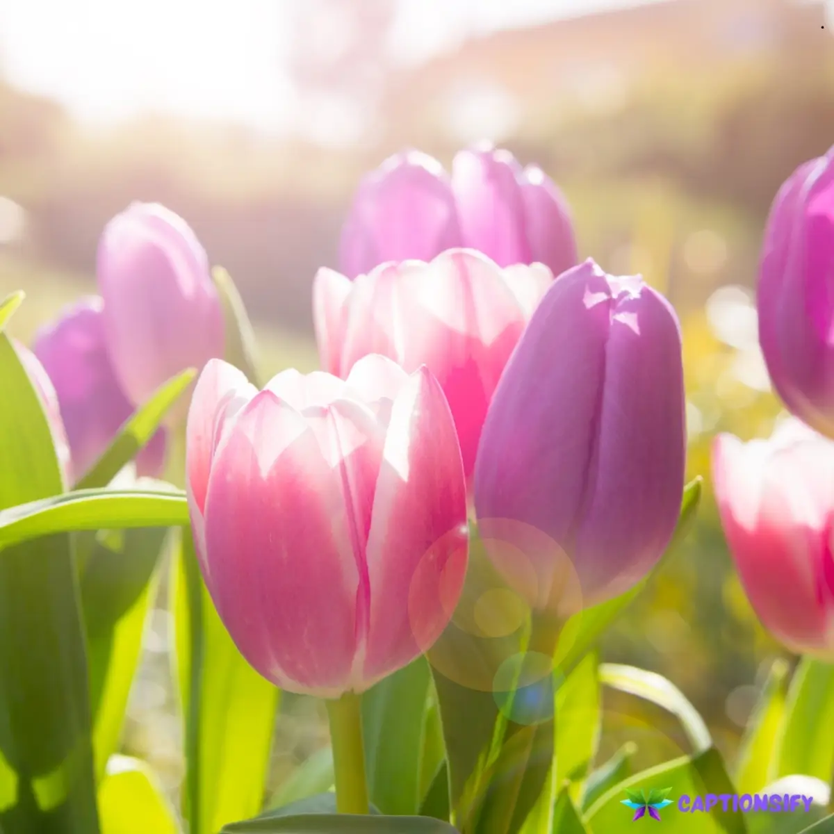 147 Best Tulips Instagram Captions for Bright and Beautiful Spring Photos