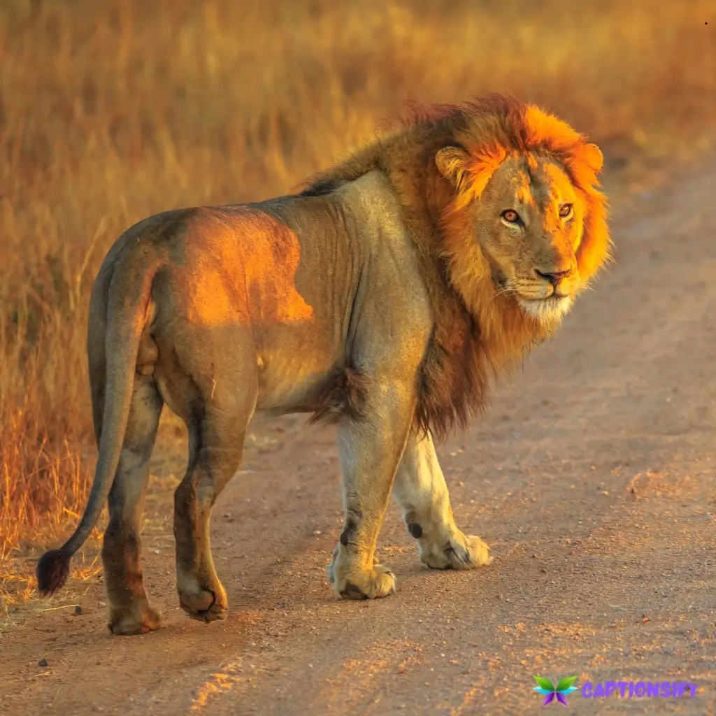 149 Best Lion Captions For Instagram to Inspire Your Wild Side