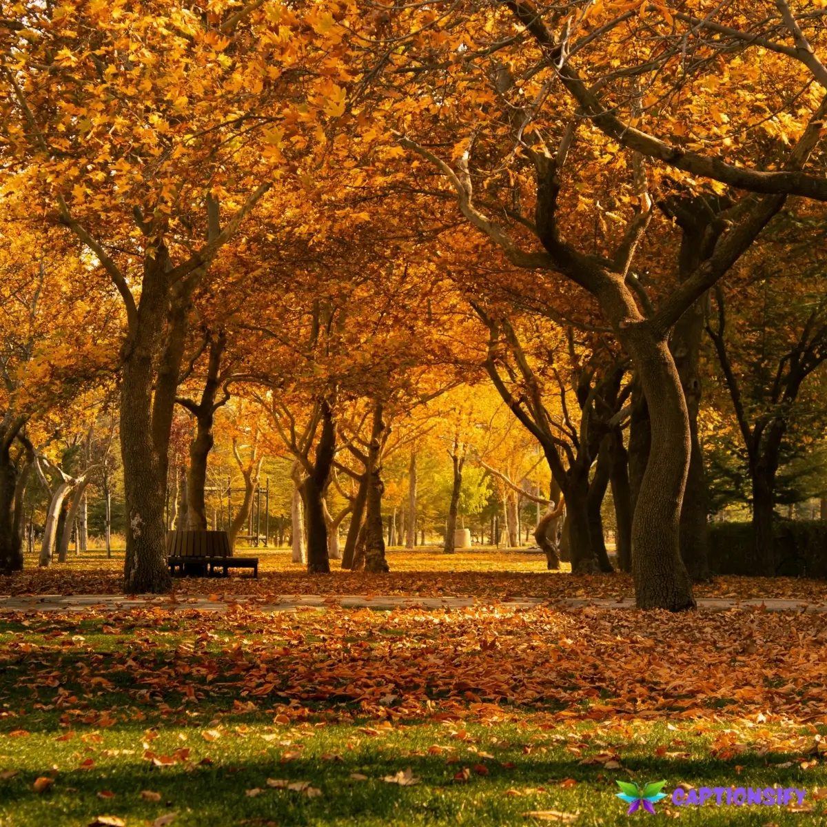 149 Top Instagram Captions For Fall Season to Brighten Your Autumn Posts