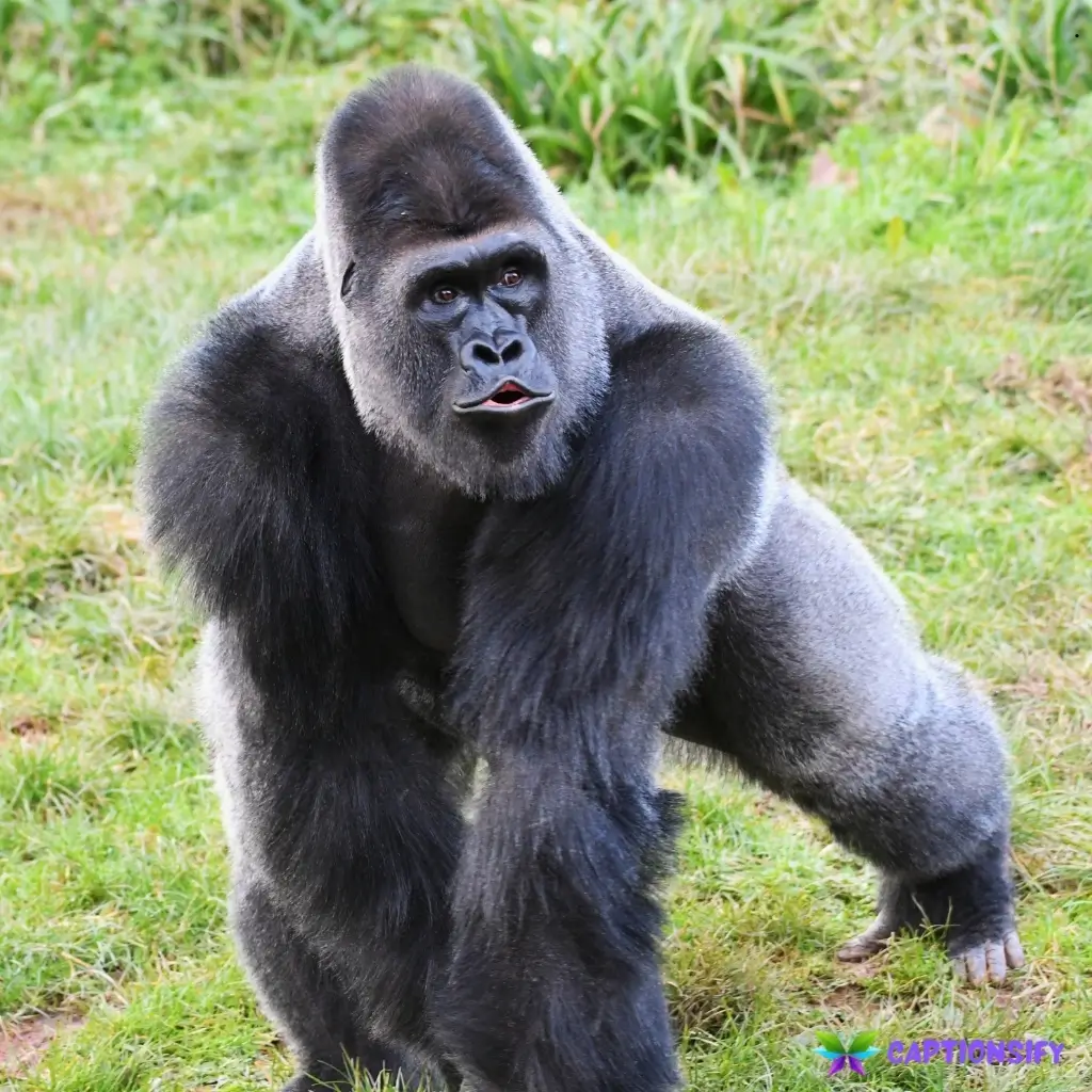 153 Best Gorilla Captions For Instagram to Boost Your Posts