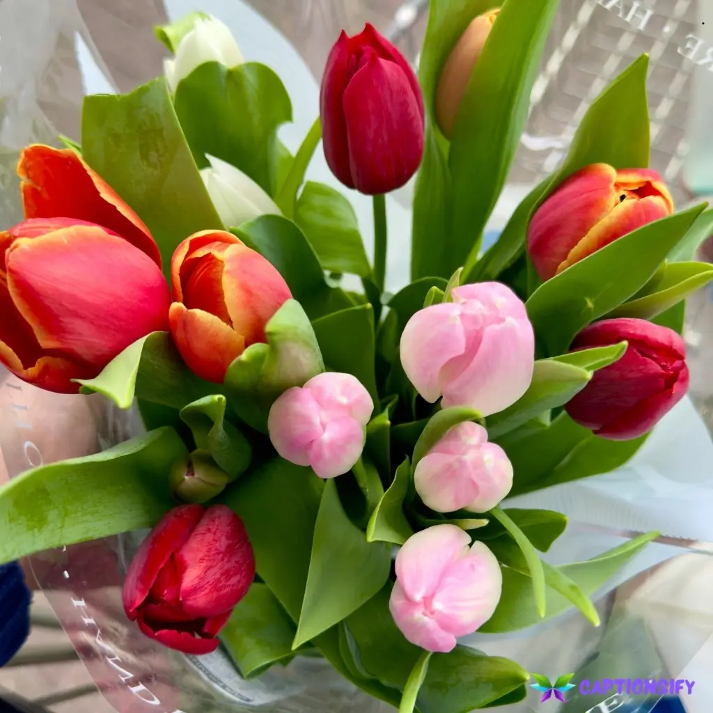 153 Best Tulip Captions For Instagram Perfect for Spring and Photos