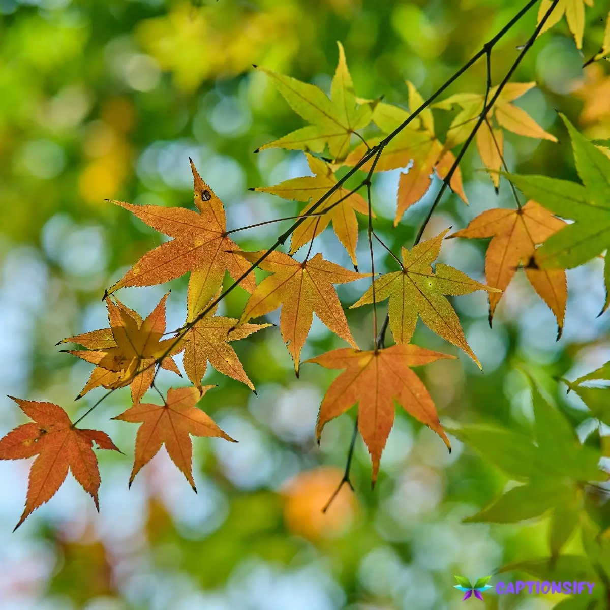157 Top Leaves Captions For Instagram for Beautiful Fall and Nature Photos