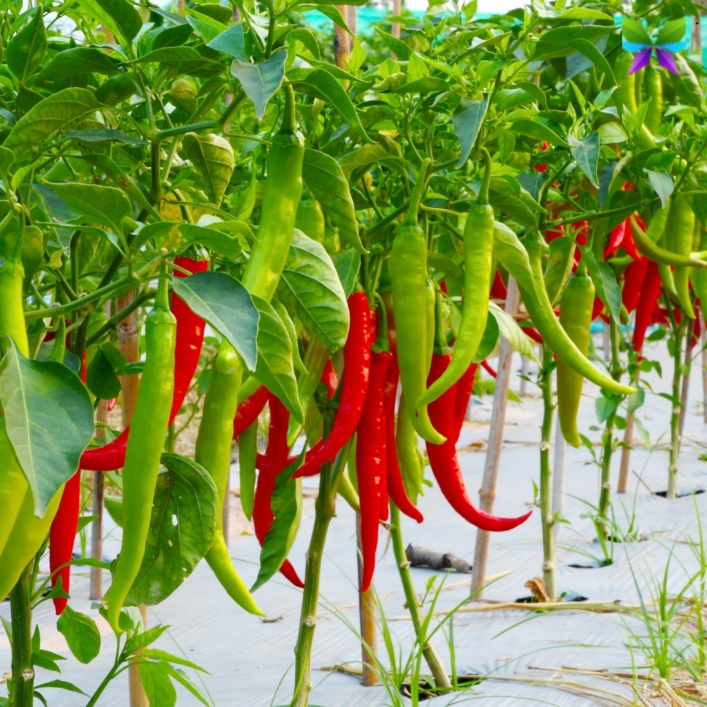 200+ Chilli Captions For Instagram To Spice Up Your Posts 11 Chilli Captions For Instagram