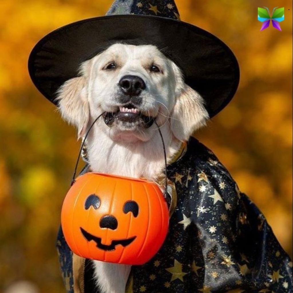 Dog Halloween Instagram Captions