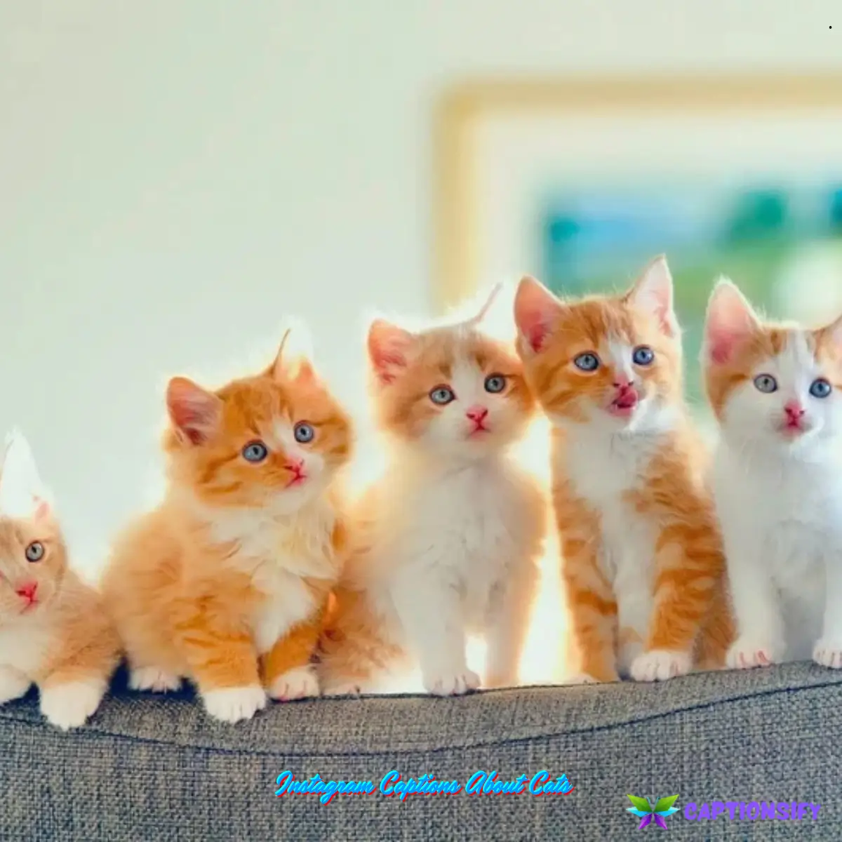 Instagram Captions About Cats
