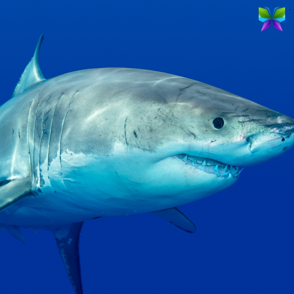 200+ Shark Captions For Instagram to Make Waves and Stand Out 18 Shark Captions For Instagram