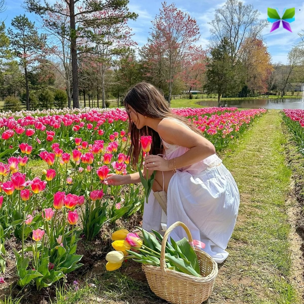 Tulips Instagram Captions