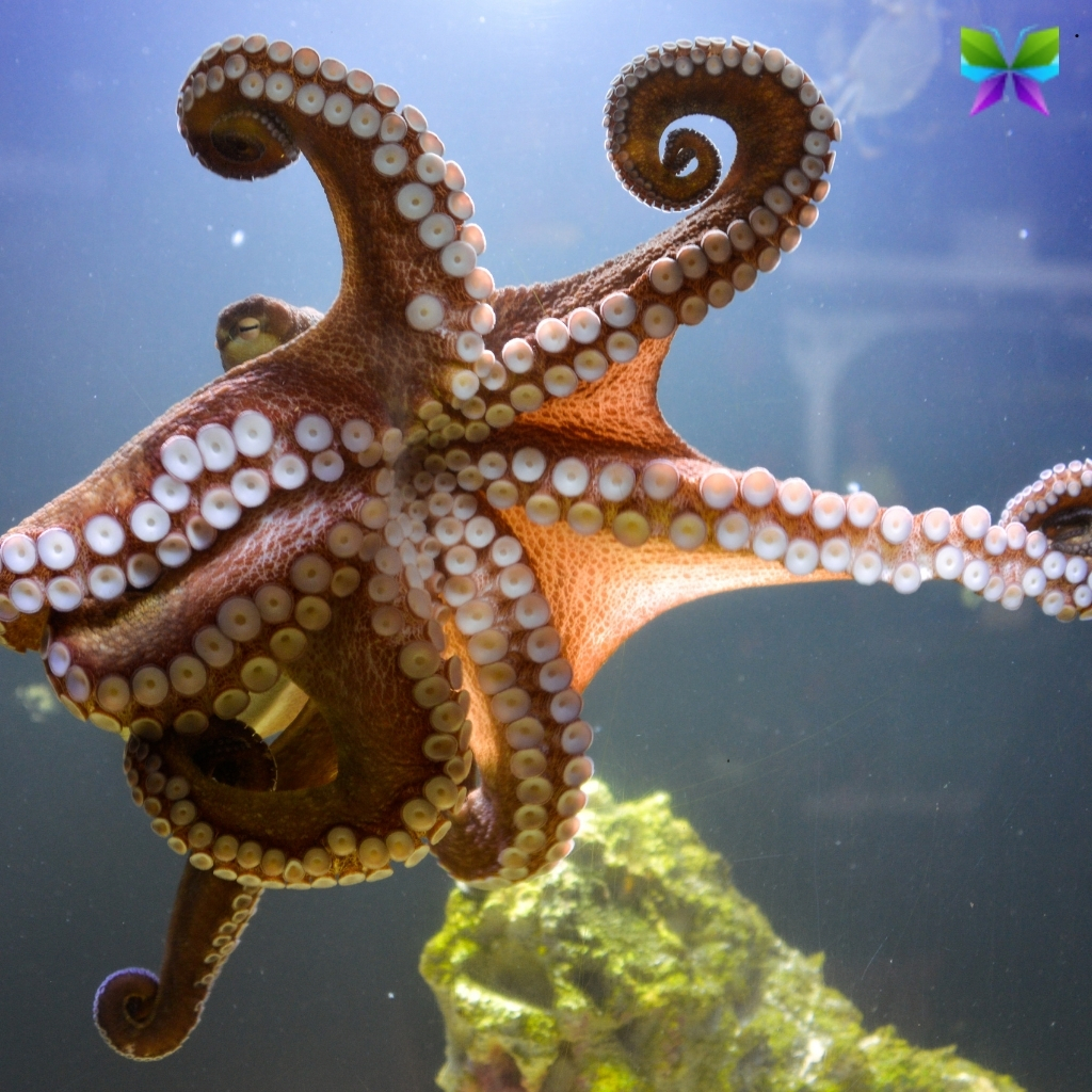 200+ World Octopus Day Captions for Celebrating These Amazing Creatures 13 World Octopus Day Captions