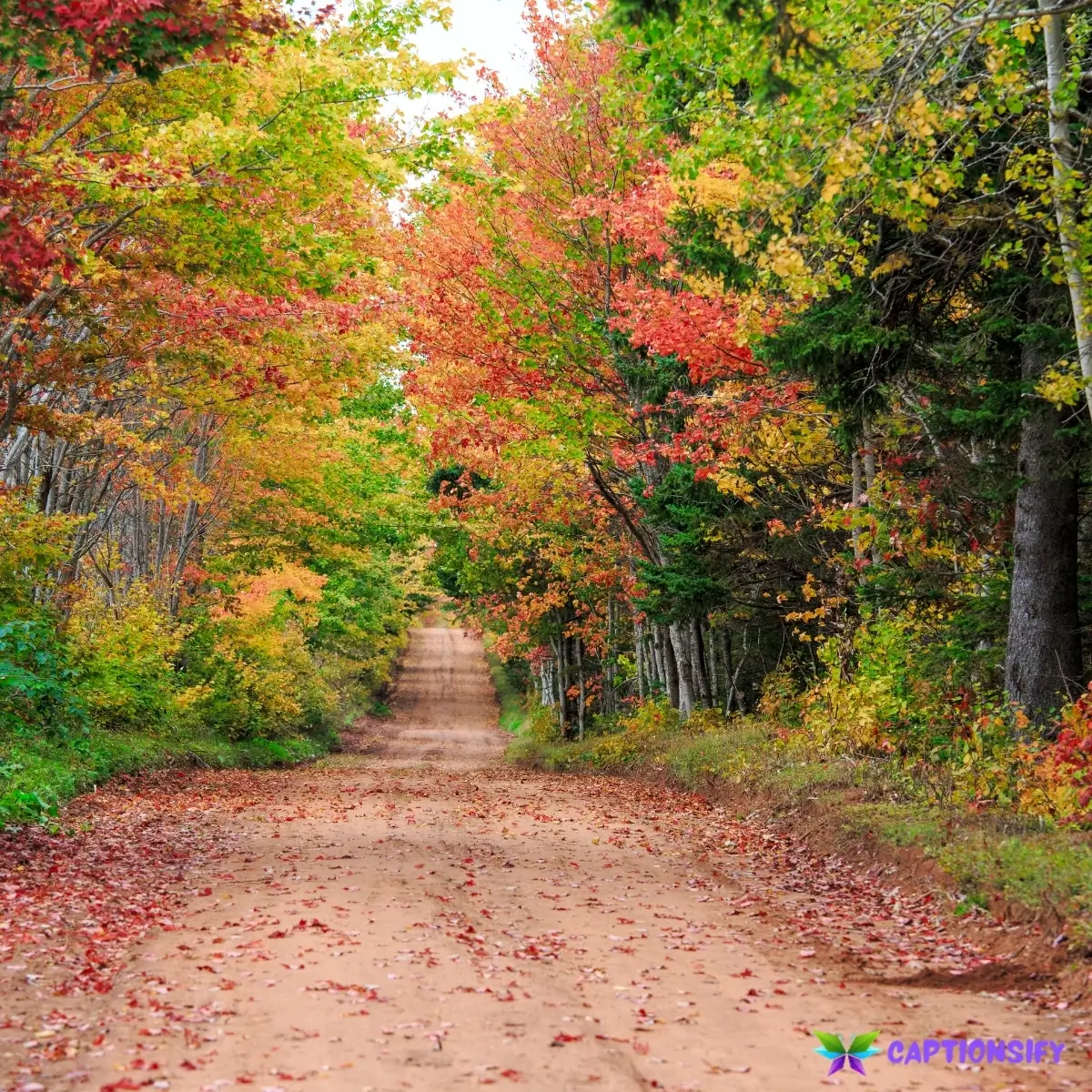 123 Funny Fall Instagram Captions to Make Your Posts Stand Out